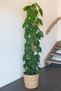 Philodendron Scandens - Heartleaf Philodendron -Planten Series philodendron scandens mand