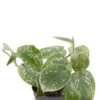 Philodendron Scandens Pictus - Heartleaf Philodendron 2 Philodendron Scandens Pictus - Heartleaf Philodendron -Planten Series philodendron scandens pictus