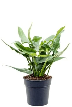 Philodendron Silver Queen - Silver Sword