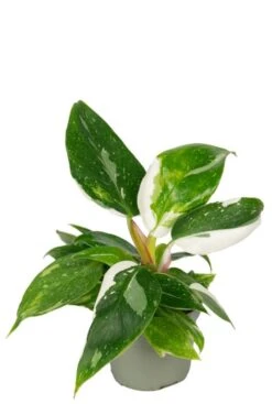 Philodendron White Princess - Stekje