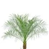 Phoenix Roebelenii - Dwergdadelpalm -Planten Series phoenix roebelenii palm plant 1