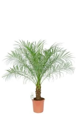 Phoenix Roebelenii - Dwergdadelpalm
