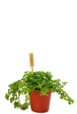 Pilea Depressa - Stekje