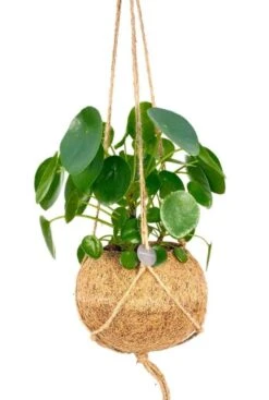 Kokodama Pilea Peperomioides - Pannenkoekenplant