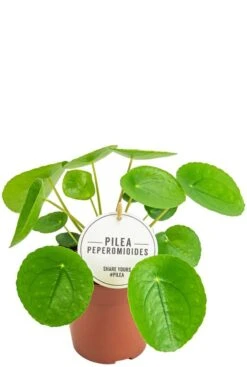 Pilea Peperomioides - Pannenkoekenplant