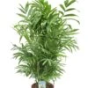 Chamaedorea Elegans - Mexicaanse Dwergpalm -Planten Series plant chamaedorea elegans