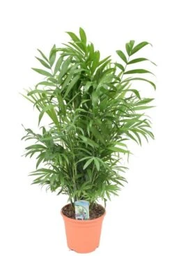 Chamaedorea Elegans - Mexicaanse Dwergpalm