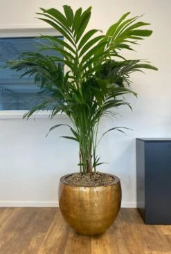 TS Collection Fabien Pot - Goud -Planten Series plant in gouden pot 1