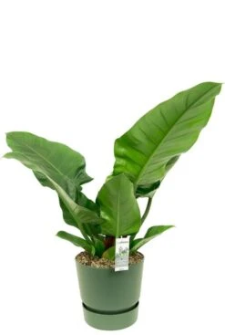 Philodendron Imperial Green In Elho -Planten Series plant met grote bladeren 1