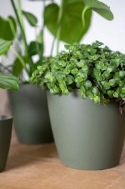 Makkelijke Planten (5x) - Aanbieding -Planten Series planten mix groen