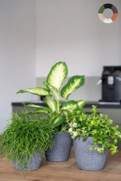 Fris Groene Planten Mix
