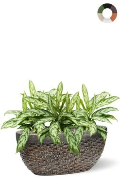 Aglaonema In Luxe Ovale Pot