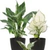Planten Groen En Wit -Planten Series planten met wit en groen