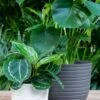 Artevasi Havana Horizon Pot -Planten Series plastic bloempotten voor buiten havanna