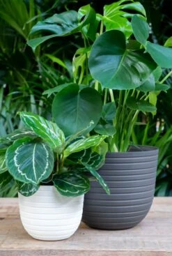 Artevasi Havana Horizon Pot