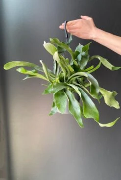 Platycerium - Hertshoornvaren 7 Platycerium - Hertshoornvaren -Planten Series platycerium hertshoornvaren plant