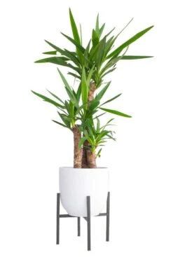 Mica Mira Pothouder - Zwart -Planten Series pothouder 25cm hoog breed sfeer