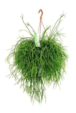Rhipsalis Pulchra - Koraalcactus