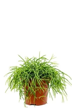Rhipsalis Cashero - Koraalcactus
