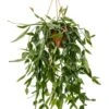 Rhipsalis Eliptica - Koraalcactus -Planten Series rhipsalis eliptica plant