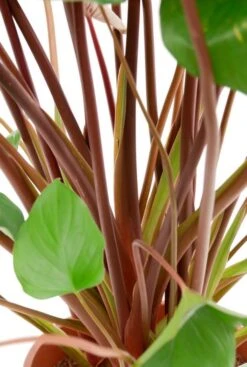 Homalomena Rubescens Maggy -Planten Series roze bladstelen plant