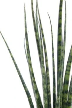 Sansevieria Fernwood Mikado - Vrouwentong -Planten Series safm12tf 1 1