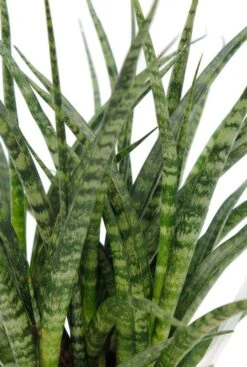 Sansevieria Fernwood Punk - Vrouwentong -Planten Series safp12tf 1