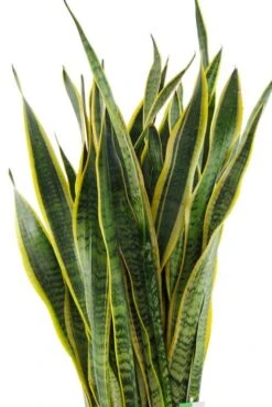 Sansevieria Laurentii - Vrouwentong -Planten Series sala30tf 1