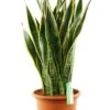 Sansevieria Laurentii - Vrouwentong -Planten Series sala30tf