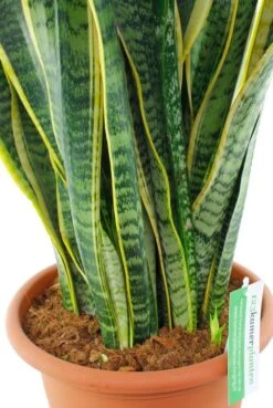 Sansevieria Laurentii - Vrouwentong -Planten Series sala30tf 2