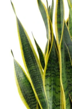 Sansevieria Laurentii - Vrouwentong -Planten Series sala30tf 3