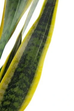 Sansevieria Laurentii - Vrouwentong -Planten Series sala30tf 4
