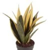 Sansevieria Gold Flame - Vrouwentong -Planten Series sansevieria golden flame plant
