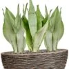Sansevieria In Luxe Pot -Planten Series sansevieria in luxe brons pot
