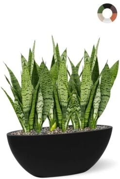 Sansevieria In Ovale Sierpot