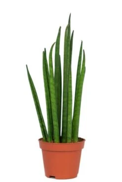 Sansevieria Mikado - Stekje