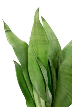 Sansevieria In Luxe Pot -Planten Series sansevieria moonshine sterke kamerplant 1