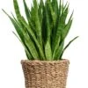 Sansevieria In Zeegras Mand 1 Sansevieria In Zeegras Mand -Planten Series sansevieria plant in mand