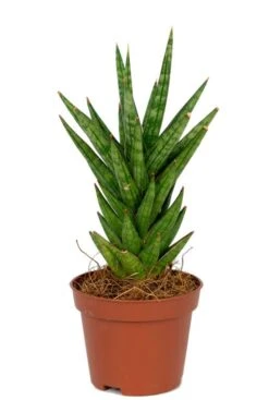 Sansevieria Spikey - Stekje