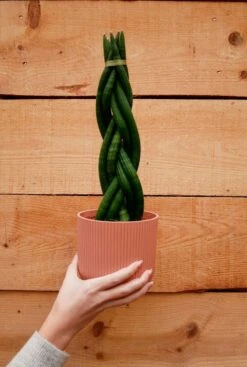 Sansevieria Twister - Vrouwentong -Planten Series sansevieria twister