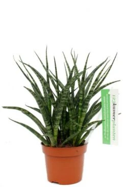 Sansevieria Fernwood Punk - Vrouwentong