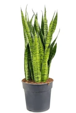 Sansevieria Zeylanica - Vrouwentong