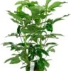 Schefflera Amate - Vingersboom 2 Schefflera Amate - Vingersboom -Planten Series schefflera amate kamerplant 2