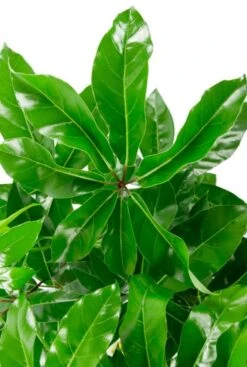 Schefflera Amate - Vingersboom -Planten Series schefflera blad amate