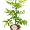 Schefflera Charlotte - Vingersboom -Planten Series schefflera charlotte