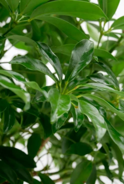 Schefflera Compacta - Vingersboom -Planten Series schefflera compacta vingersboom 32cm