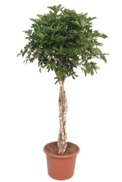 Schefflera Arboricola 'Compacta' - Vingersboom