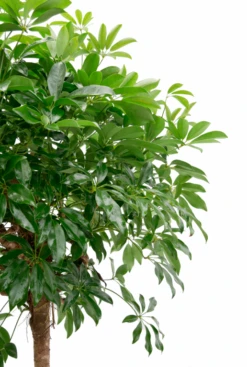 Schefflera Compacta - Vingersboom -Planten Series schefflera kamerplant kopen 32cm