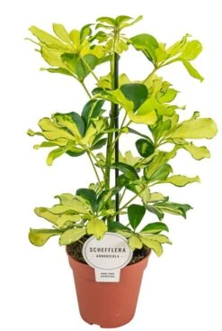 Schefflera Melanie - Vingersboom