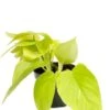 Epipremnum Golden Pothos - Epipremnum -Planten Series scindapsus golden pothos p12 1 1